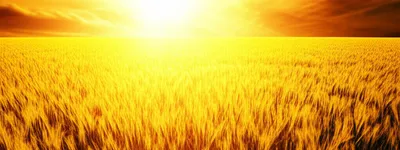 Illustration gilding - Image 1