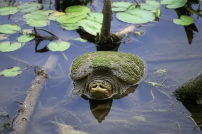 Illustration snapper - Image 1