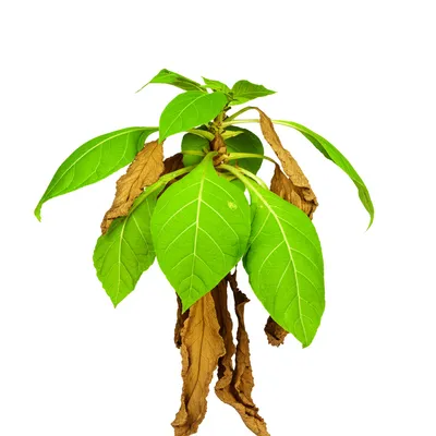 Illustration crashes - Image 1