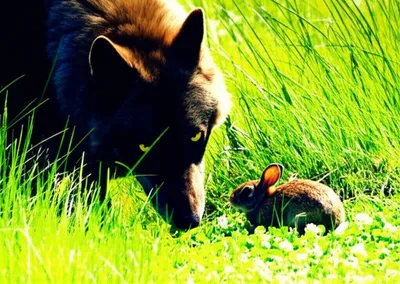 Illustration predate - Image 1