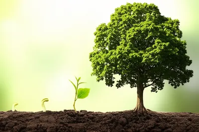 Illustration advanced - Image 1