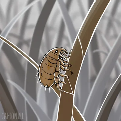 Illustration chats - Image 1