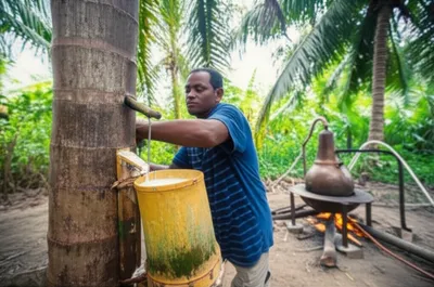 Illustration nipa - Image 1