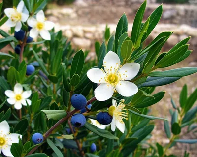 Hình ảnh minh họa myrtle