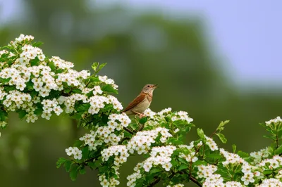 Illustration nightingale