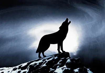 Illustration howled - Image 1