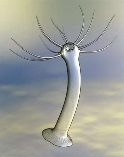 Illustration polyps - Image 2