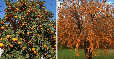 Illustration persimmon - Image 1