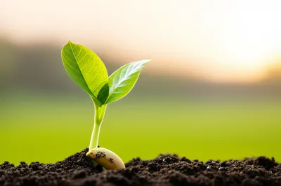 Illustration quickened - Image 1