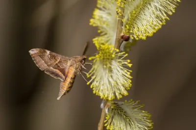 Illustration heralds - Image 1