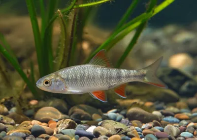 Illustration graining - Image 1