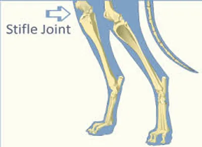 Illustration stifle - Image 2