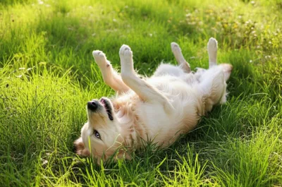 Illustration lolling - Image 1