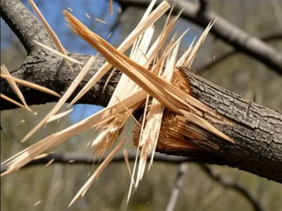 Illustration splinted - Image 1