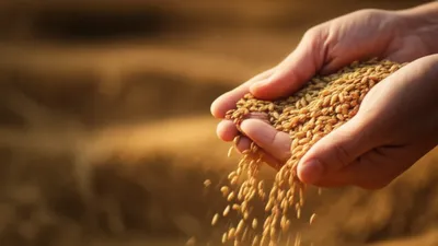 Illustration husk - Image 1