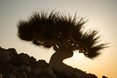 Illustration tolerances