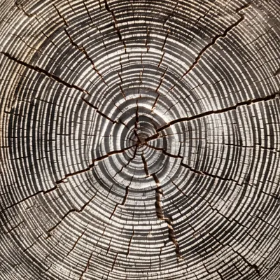 Illustration old - Image 1