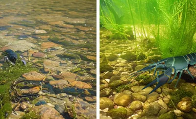 Illustration crawfish - Image 1