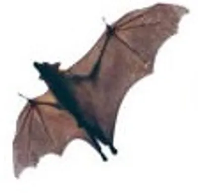 Illustration bat - Image 2