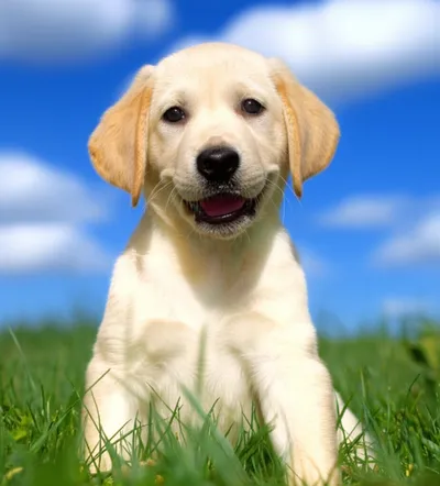 Illustration labradors - Image 1