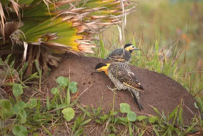 Illustration woodpeckers - Image 2