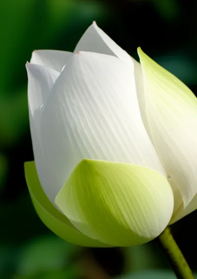 Illustration virginity