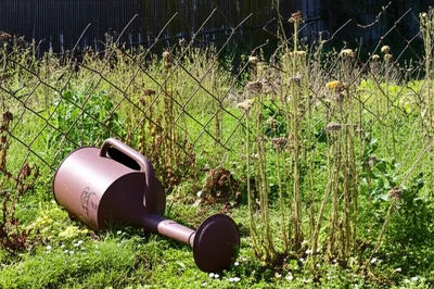 Illustration degenerates - Image 1