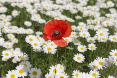 Illustration properly - Image 1