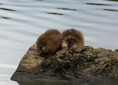 Illustration muskrats - Image 2