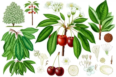 Illustration cherry - Image 1