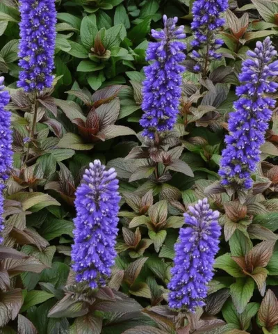 Illustration bugle - Image 1