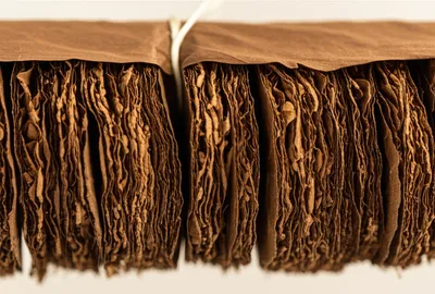 Illustration bunches - Image 1