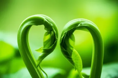 Illustration connive - Image 1