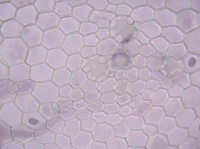 Illustration cellulose - Image 1