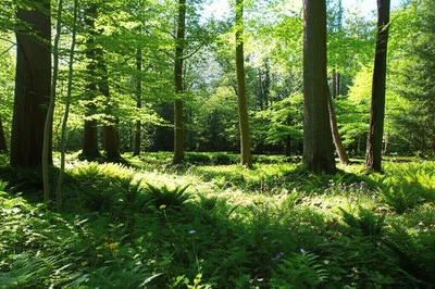 Illustration sylvan - Image 1