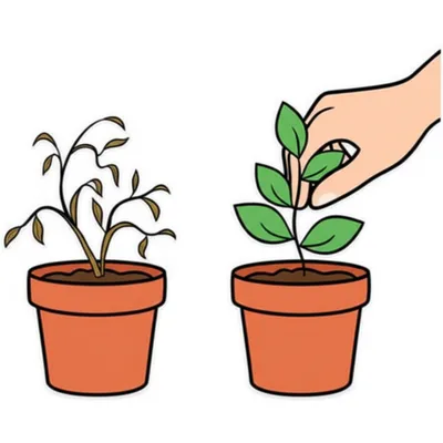 Illustration reintroduce