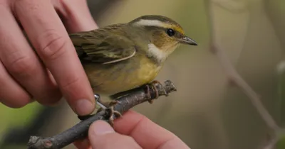 Illustration rings - Image 1