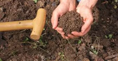 Illustration earthy - Image 2