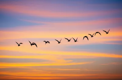 Illustration chevrons - Image 1