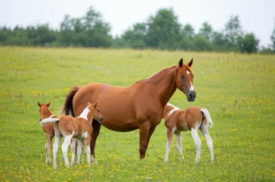 Illustration studs - Image 1