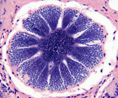 Illustration rosette - Image 1