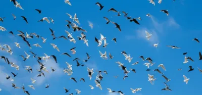 Illustration flights - Image 1