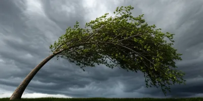 Illustration plies - Image 1