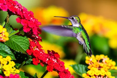 Illustration flittered - Image 1