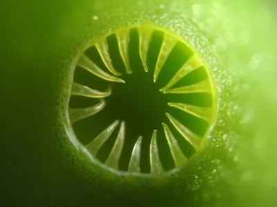 Illustration peristome - Image 1