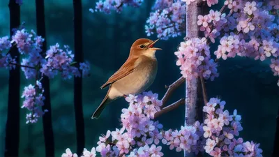 Illustration nightingales