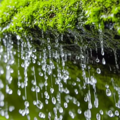 Hình ảnh minh họa springing - Ảnh 1