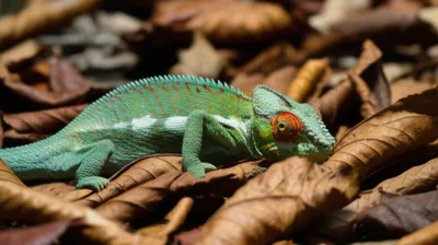 Illustration cloaking - Image 1