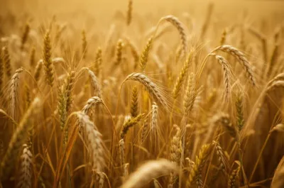 Illustration rustling