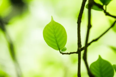 Illustration leaf - Image 1